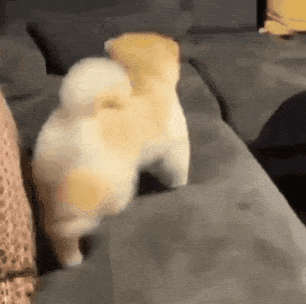 b29da1019ba426c33c8421e9f4cc1cae_1643444